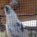 phoca_thumb_m_tropic zajici 18 Fotogalerie